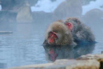 two monkeys partially submerged in water